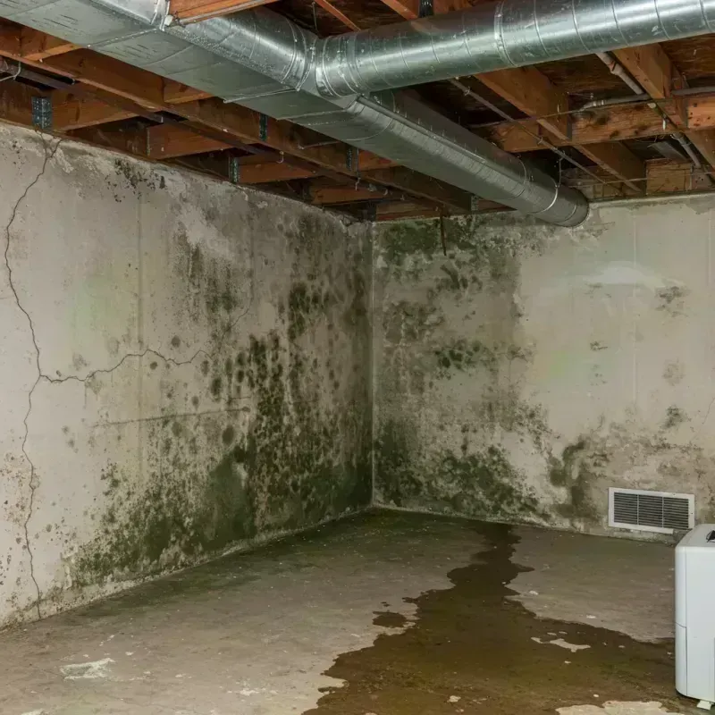 Professional Mold Removal in Trenton, IL